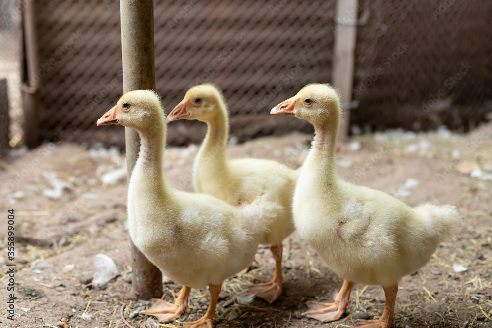 group of cute yellow ducklings at the farmyard. Growing poultry at home. selective focus. group of cute yellow ducklings at the farmyard. Growing poultry at home. selective focus.