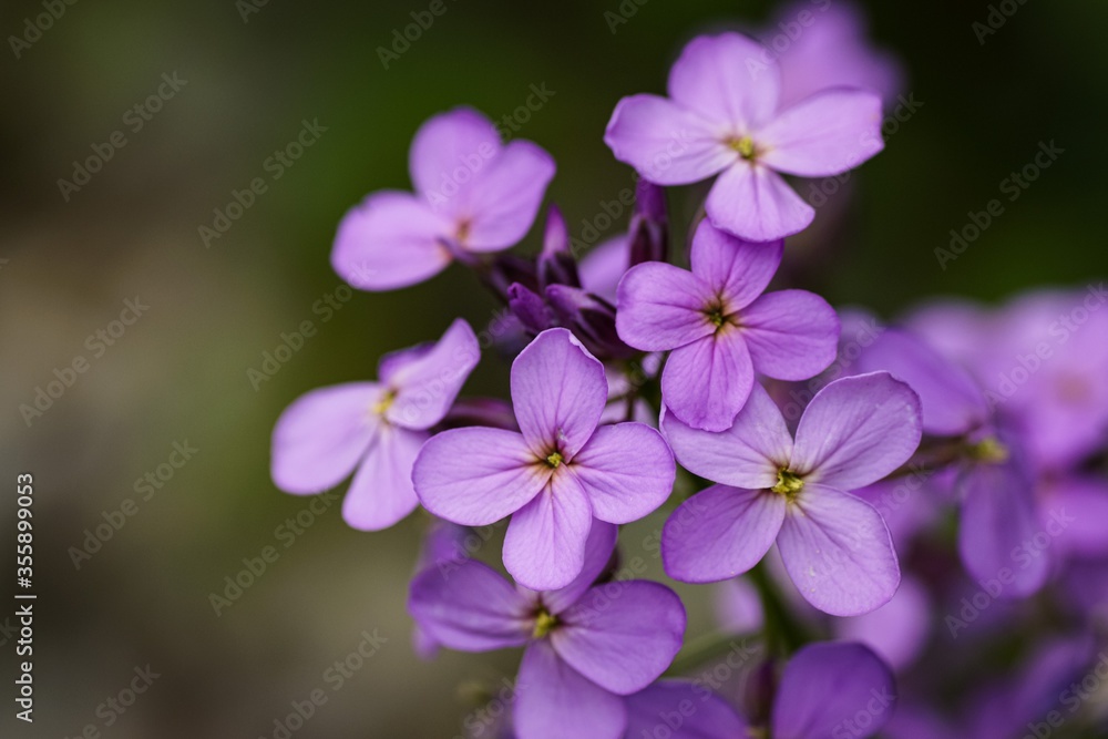 Obraz premium purple flowers in the garden