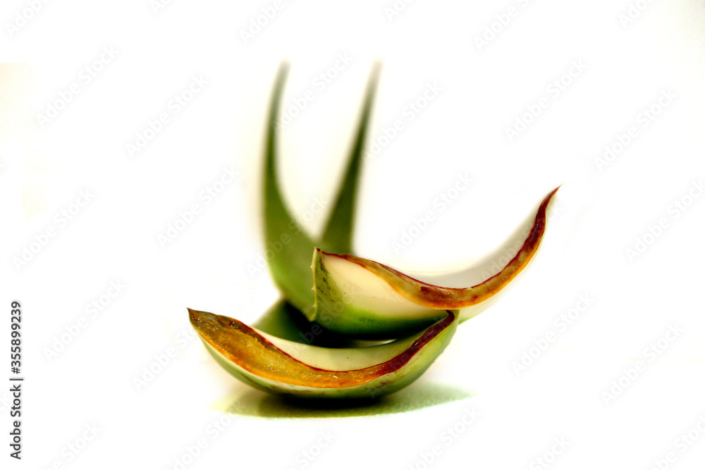 Obraz premium Foglie aloe