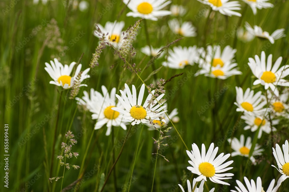 daisies in a field daisies in a field
