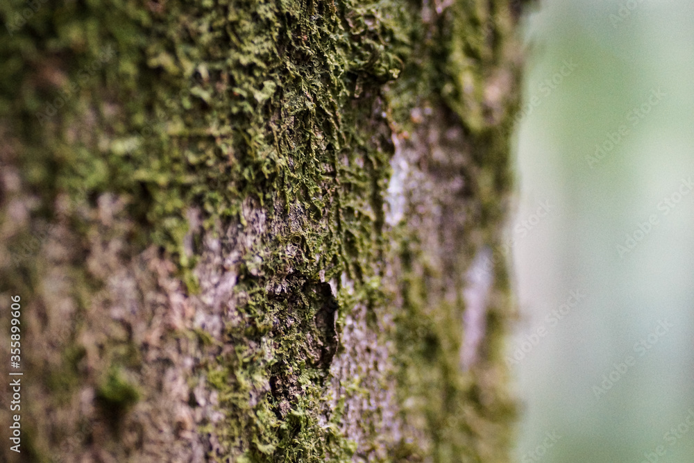 moss on tree moss on tree
