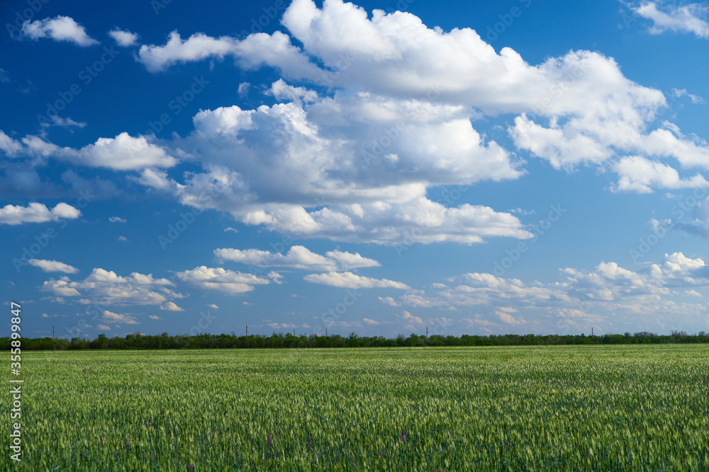 Obraz premium green wheat field on blue sky background