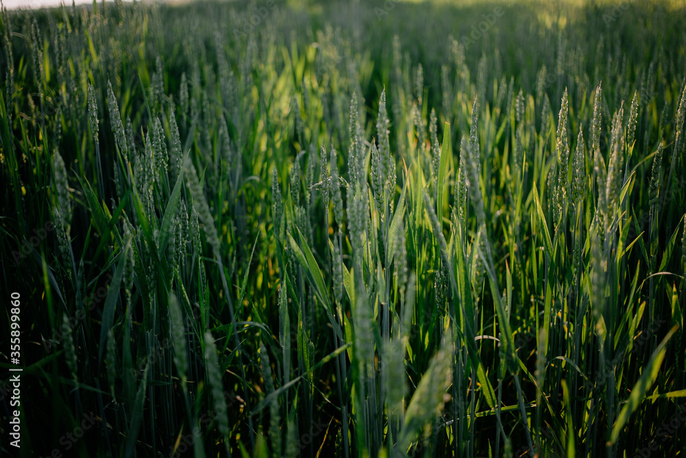 green wheat field at sunset