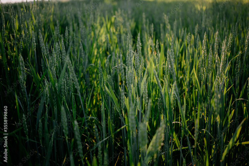 green wheat field at sunset green wheat field at sunset