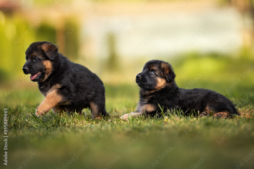 german shepherd puppy lying down outdoors on grass
