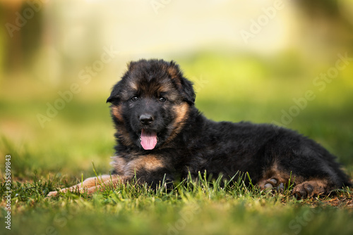 fluffy german shepherd puppy lying down on grass