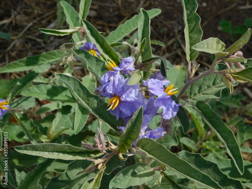 Foto Silverleaf nightshade or solanum elaeagnifolium wild plant with flowers, in Atti