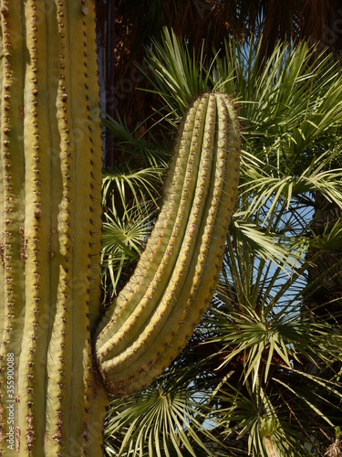 Quadro em tela Erotic nature: phallic shaped arborescent cactus plant, Spain