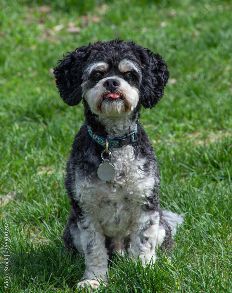 Fototapeta premium Dog in park