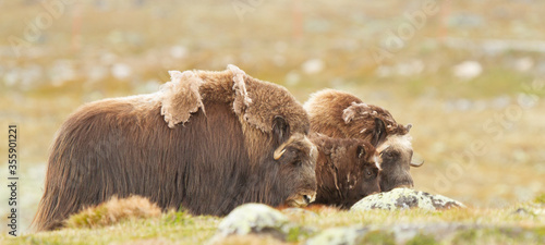 Buey almizclero (Ovibos moschatus,) familia sobre la tundra en Noruega. photo