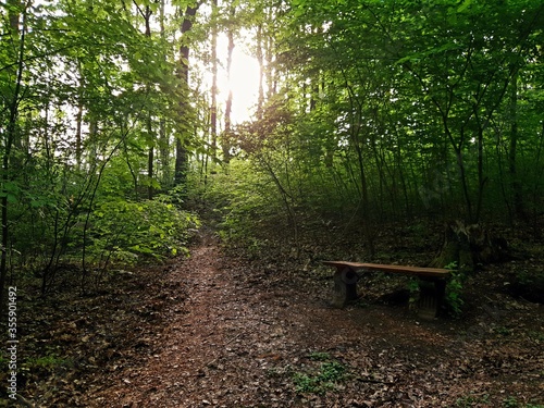 Wald Weg Bank Natur