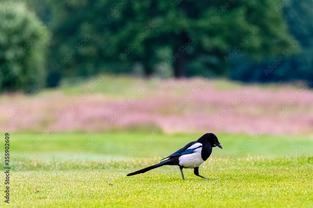 Pica pica known as Eurasian, European or common magpie in British park - London, United Kingdom Pica pica known as Eurasian, European or common magpie in British park - London, United Kingdom