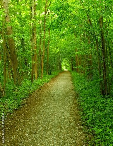Weg Wald Natur