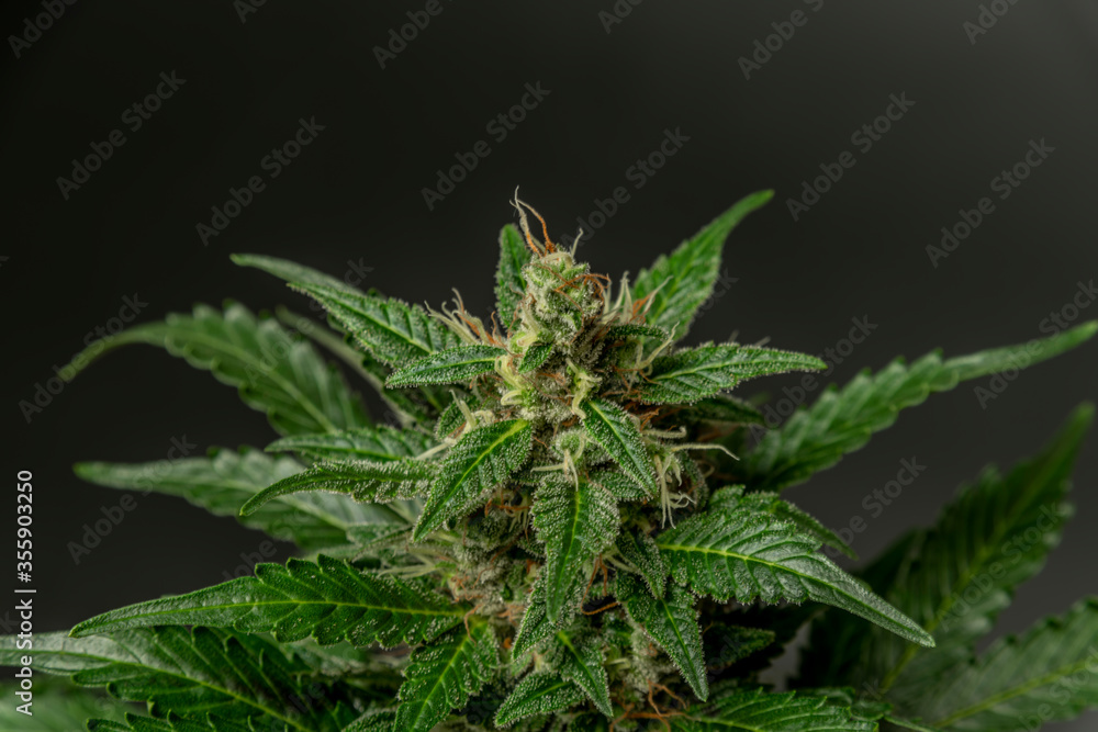 White Russian automatic variety of marijuana flower with grey background White Russian automatic variety of marijuana flower with grey background