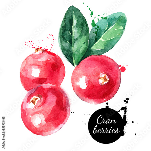 Hand drawn watercolor painting cranberries on white background. Vector illustration of berries
