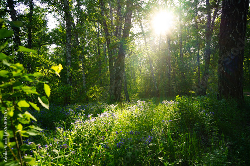 Forest on a sunny summer evening. Green grass  trees and flowers in the sunset light. Forest glade in the sunlight. Light and shadow. Sun rays through the trees.