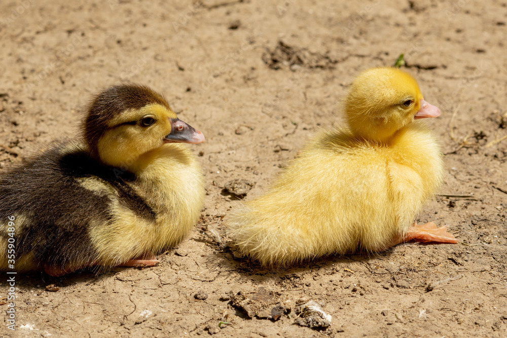 Mother duck with her ducklings. There are many ducklings following the mother. Mother duck with her ducklings. There are many ducklings following the mother.