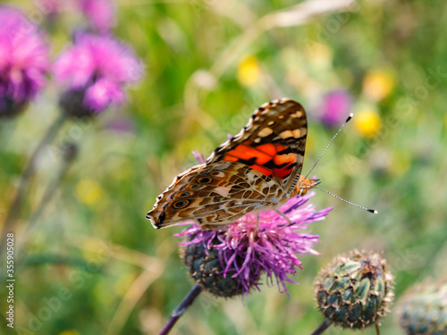 The butterfly, having folded wings sits on a unblown purple flower.