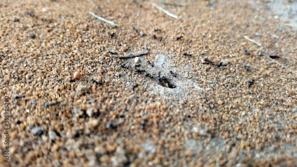 Moving colony ants close-up in desert. Big ant drags a big green leaf home. Big and small ants work in the desert Moving colony ants close-up in desert. Big ant drags a big green leaf home. Big and small ants work in the desert