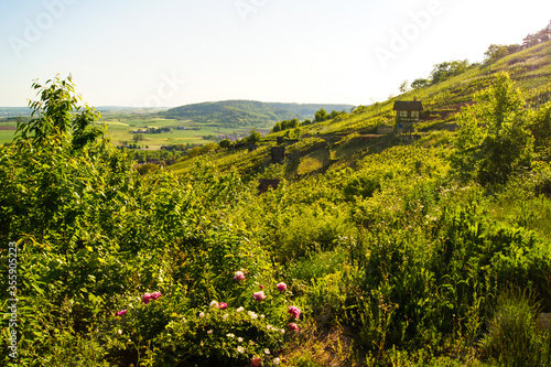 Scenic view of a German vineyard landscape with blooming peonies (lat. Paeonia) in the front and green vineyards in the golden evening sun.