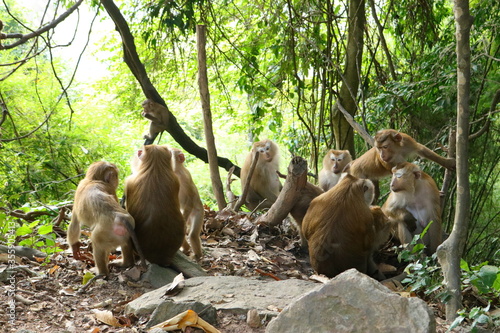 Monkey family in the wild © kaesunza