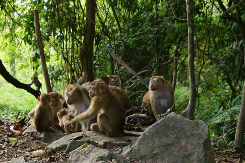 Monkey family in the wild