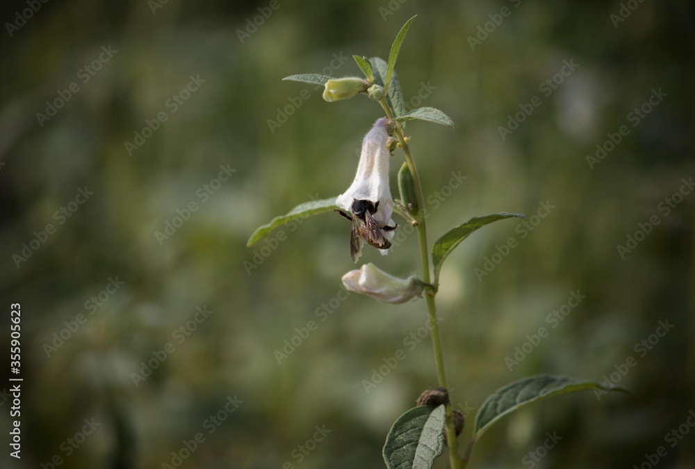 Honey Bee Collecting Honey From Sesame Flower with Selective Focus Honey Bee Collecting Honey From Sesame Flower with Selective Focus