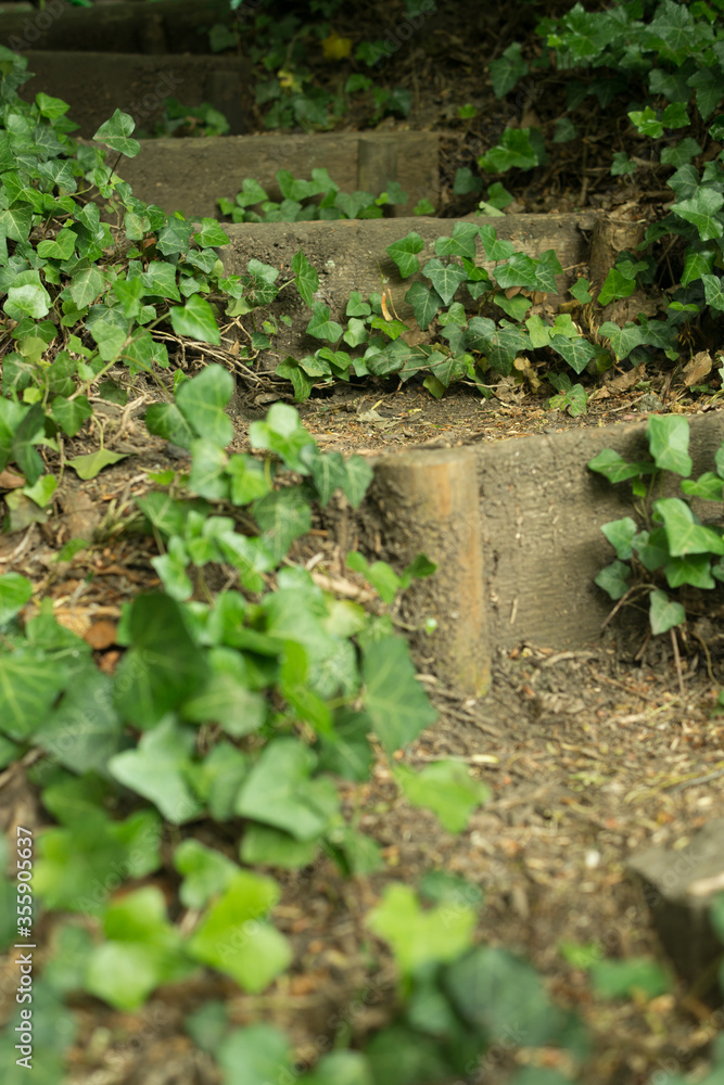 Obraz premium ivy overgrown stairs in the forest garden