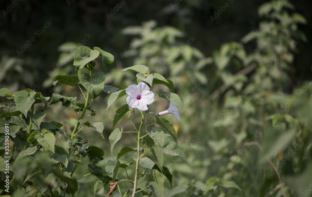 Fototapeta premium Pink Morning Glory Flower or Bush Morning Glory Flower with Selective Focus