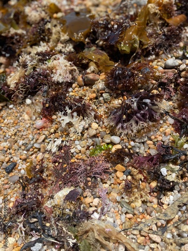 View of the bright and colorful rocks  shells  and seaweed in a shallow area of a rocky beach in Weekapaug  Rhode Island 