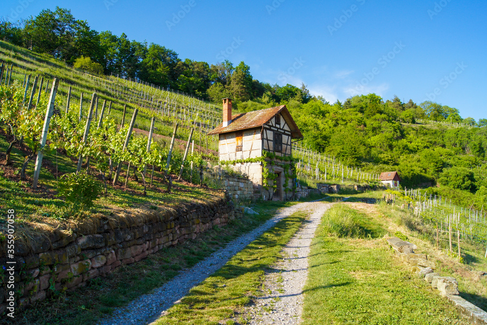 Small old half-timbered house (winegrower's hut) surrounded by a vineyard and forest in the background near Tübingen, Germany