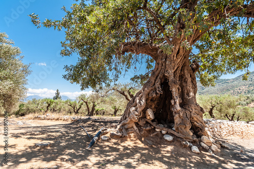 Old tree in olive grove