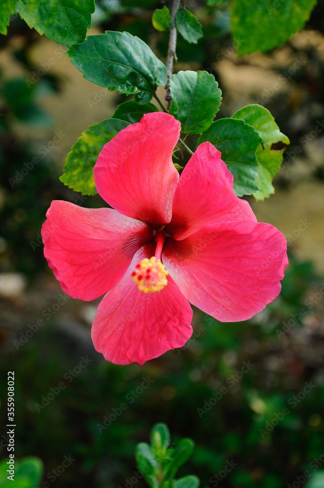 Obraz premium Hibiscus rosa-sinensis is a genus of flowering plants in the mallow family, Malvaceae. It was a Malaysian national flower. 