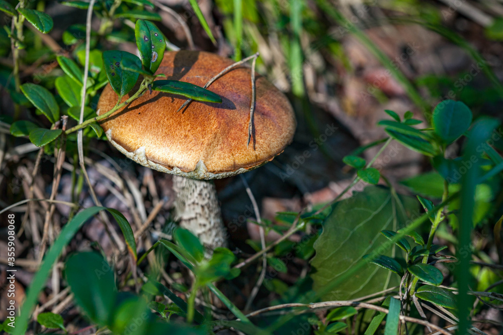 boletus mushroom in a forest boletus mushroom in a forest
