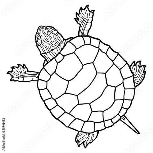 Vector illustration for coloring book. Realistic design. Pond slider. Turtle. Marine inhabitants. Children's illustration.