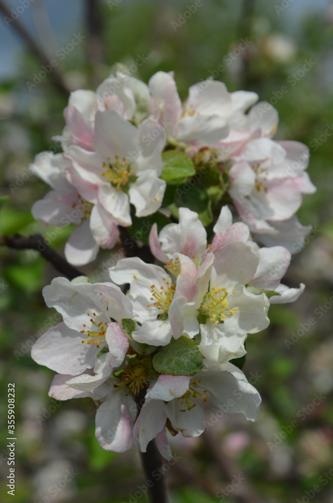 The branch is covered with flowers The branch is covered with flowers