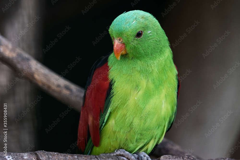 The red winged parrot (Aprosmictus erythropterus) sitting on branch.  