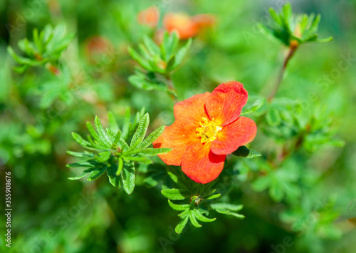 Bild auf Leinwand Potentilla flower