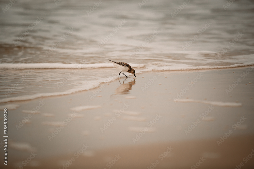 Sandpiper on the seashore Sandpiper on the seashore