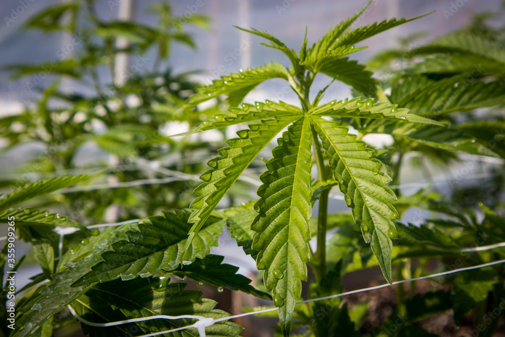Cannabis Leaves with Morning Dew Drops Cannabis Leaves with Morning Dew Drops