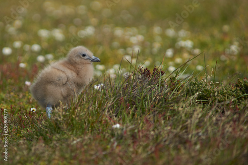 Falkland Skua chick (Catharacta antarctica) in a meadow on Bleaker Island in the Falkland Islands. © JeremyRichards