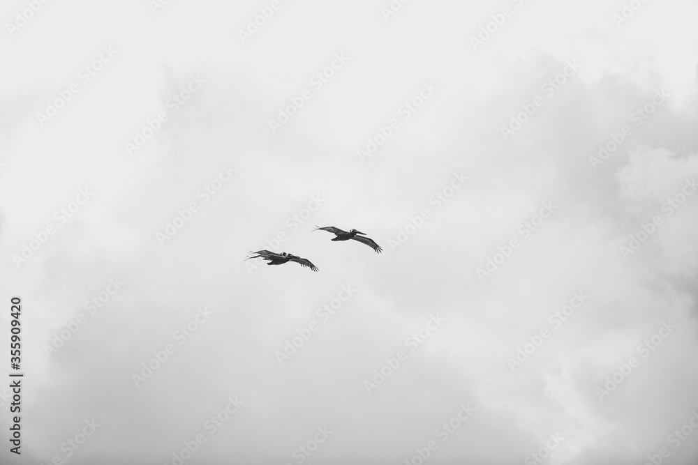 Flying Pelicans against the sky