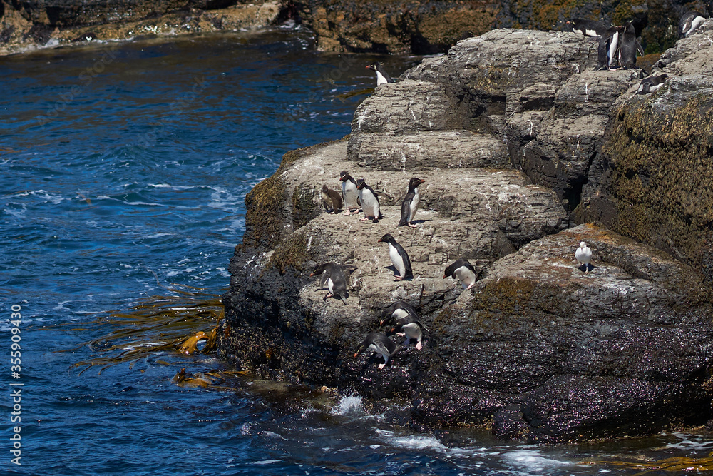 Rockhopper Penguins (Eudyptes chrysocome) heading to sea from a rocky outcrop on the coast of Bleaker Island in the Falkland Islands. Rockhopper Penguins (Eudyptes chrysocome) heading to sea from a rocky outcrop on the coast of Bleaker Island in the Falkland Islands.