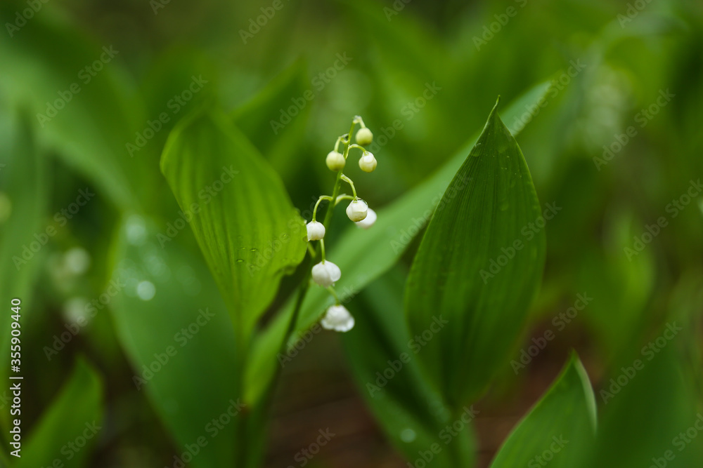 lily of the valley in the forest after rain. raindrops on a leaf in the forest lily of the valley in the forest after rain. raindrops on a leaf in the forest