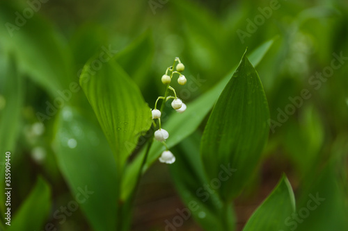 lily of the valley in the forest after rain. raindrops on a leaf in the forest