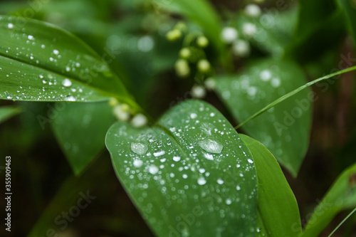 lily of the valley in the forest after rain. raindrops on a leaf in the forest