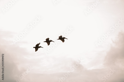 Flying Pelicans against the sky