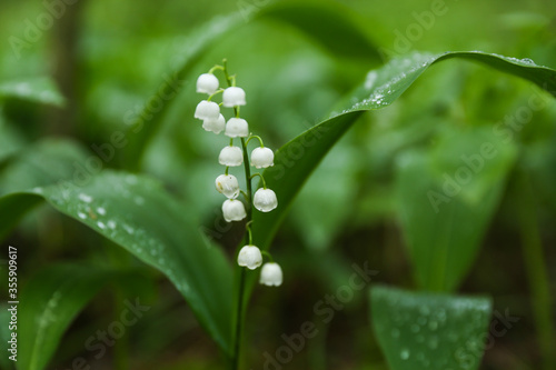 lily of the valley in the forest after rain. raindrops on a leaf in the forest