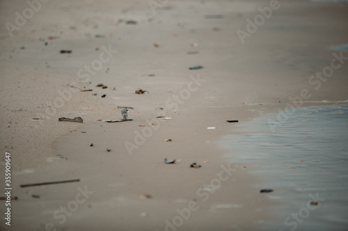 Sandpiper on beach
