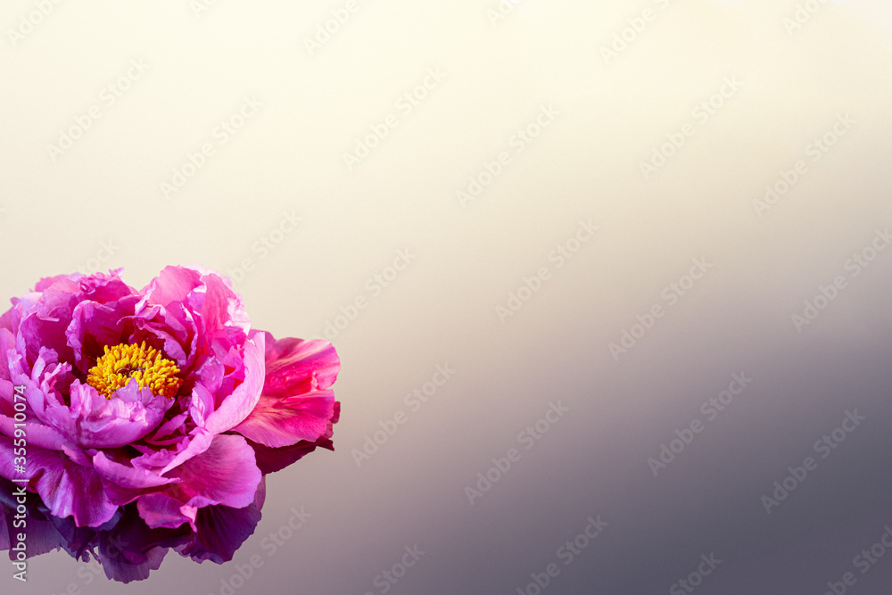 Pink peony on reflection surface Pink peony on reflection surface